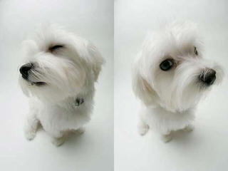 Fancy White Tea-Cup Pomeranian Maltese Babies Available Now - Dog Breeders