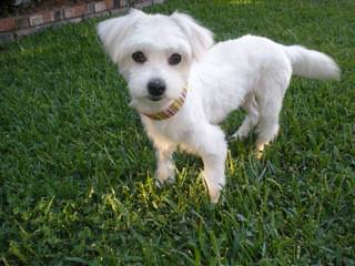 Terrific Maltese Home - Dog Breeders