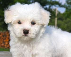 Josymir Maltese - Dog and Puppy Pictures