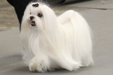 Terrific Maltese Home - Dog and Puppy Pictures