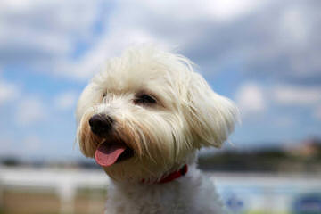 Terrific Maltese Home - Dog Breeders