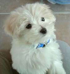 Sweet Angels Maltese - Dog Breeders