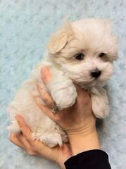 Malti-Tzu - Dog and Puppy Pictures