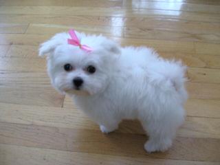 Maltese - Dog and Puppy Pictures