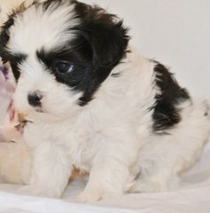 My Sweety Pie Puppies – New Litter Born Around Nov. 5Th! - Dog Breeders