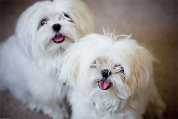 Maltese Puppies - Dog Breeders