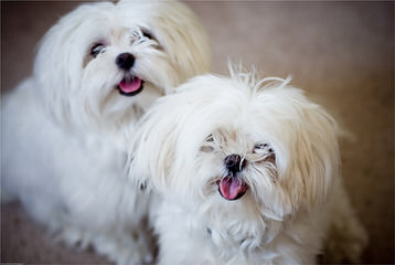 Maltese Puppy And Shih Tzu Need A Good Home - Dog and Puppy Pictures