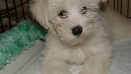 Maltese Puppies Of White Passion - Dog and Puppy Pictures