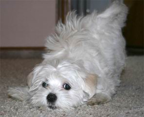 Malti-Poos For Sale - Dog Breeders