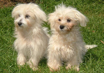 Little Patch Of Heaven Maltese - Dog Breeders