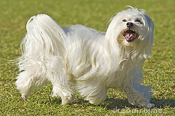 Maltese,Havanese,Yorkie And Morkie Breeder - Dog Breeders