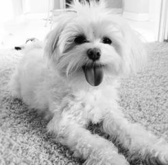 carmidanick maltese - Dog and Puppy Pictures