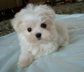 Josymir Maltese - Dog and Puppy Pictures