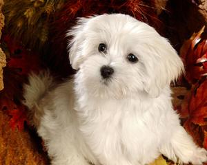 Puppies Availible Now! Akc, Aca,Apr Yorkies, Maltese, Chihuahus, And More - Dog Breeders