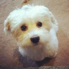 Maltese Puppy And Shih Tzu Need A Good Home - Dog and Puppy Pictures