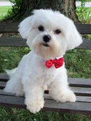 Maltese Puppies Of White Passion - Dog Breeders