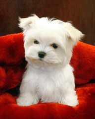 Cherub Maltese - Dog and Puppy Pictures