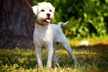 Maltese - Dog Breeders