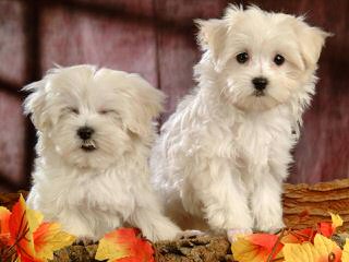 Maltese Puppies - Dog Breeders