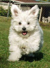 MyCarboncopy Maltese - Dog and Puppy Pictures