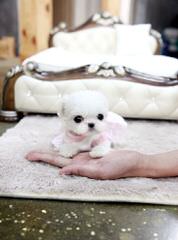 carmidanick maltese - Dog Breeders