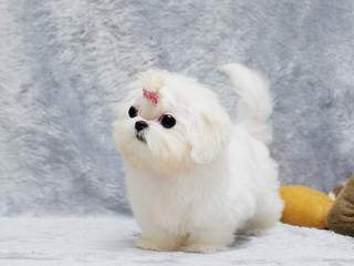 Designer Mi-Ki Maltese Malti Poos - Dog Breeders