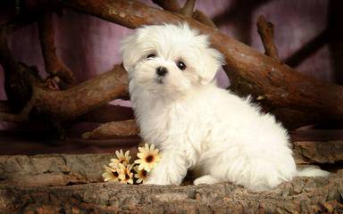 Cherub Maltese - Dog and Puppy Pictures