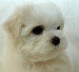 Malti-Poos For Sale - Dog Breeders