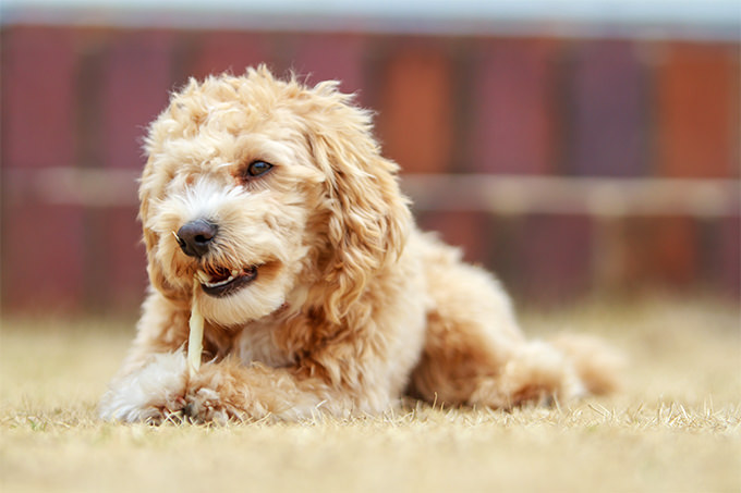 Malti Poo Dogs and Puppies