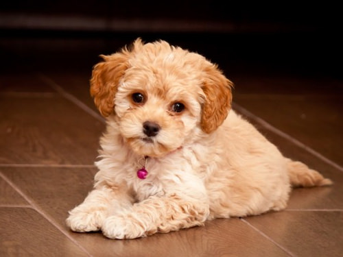 Malti Poo Dogs and Puppies