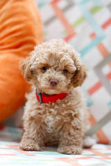 Poodle Palace - Dog and Puppy Pictures