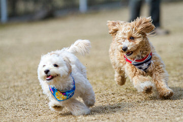 Valley Puppy Paws - Dog Breeders