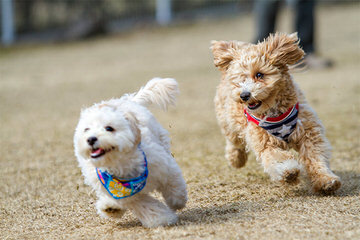 Fischer’s Fairytale Maltipoos & Yorkipoos - Dog and Puppy Pictures