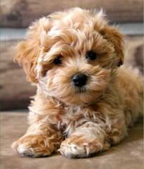 Maltipoo Pups - Dog and Puppy Pictures