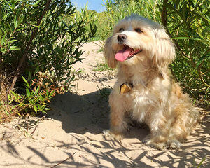 Maltipoo puppys - Dog Breeders