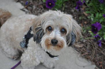 Timbercreek’s F1 Hybrid Malti-Poo Puppies - Dog and Puppy Pictures