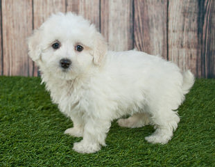 Timbercreek’s F1 Hybrid Malti-Poo Puppies - Dog Breeders