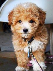 Rolling Meadows Shichon, Maltipoo Puppies - Dog and Puppy Pictures