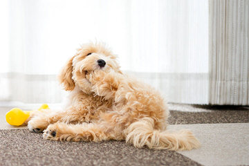 Maltipoo’s and Lhasapoo’s - Dog and Puppy Pictures