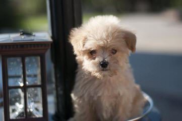 Timbercreek’s F1 Hybrid Malti-Poo Puppies - Dog and Puppy Pictures