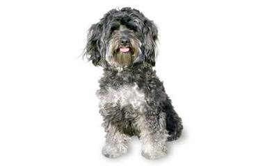 Malti-Poo - Dog and Puppy Pictures