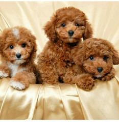 Maltese-Poodle - Dog Breeders