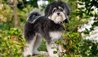 Oodles Of Poodles And Poodle Mixes - Dog Breeders