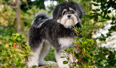 Dollface Morkies And Maltepoos - Dog Breeders