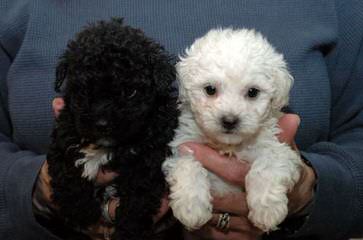 Burr Oaks Dood Ranch , 29 Yrs.Exp. - Dog Breeders