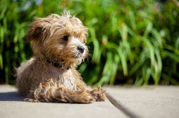 Canine Blessings - Dog Breeders