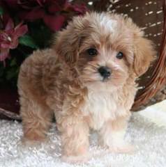 Maltipoo’s and Lhasapoo’s - Dog Breeders