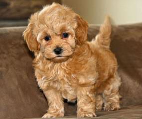 Toy Breed Puppies - Dog Breeders