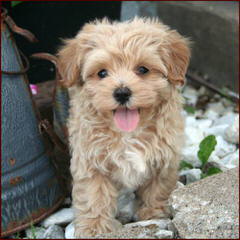 Maltese-Poodle - Dog and Puppy Pictures