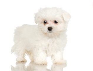 Maltipoo’s and Lhasapoo’s - Dog Breeders